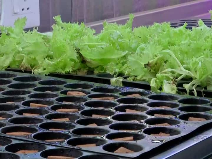 Modak had grown leafy vegetables using the Hydroponic method wherein plant roots are regularly submerged in a nutrient-rich solution in the same shipping container. 