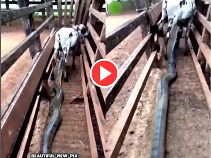 Wild Animal Attack Video Dangerous Python Attacked calf Can't imagine What Next in This Viral video Video: चुपचाप खड़े बछड़े पर कर दिया अजगर ने हमला, आगे जो हुआ हिलाकर रख देगा आपको