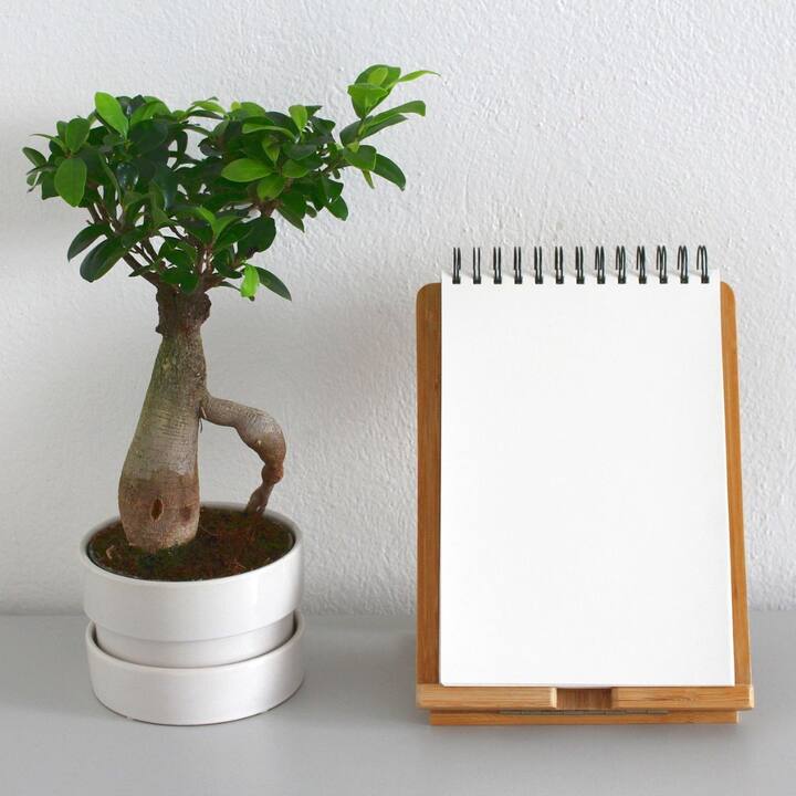 ফেংশুইয়ের কিছু গাছ ঘরে সুখ নিয়ে আসে। নতুন বছরকে মঙ্গলময় ও সুন্দর করে তুলতে আপনার বাড়িতেও রাখতে পারেন বিশেষ এই গাছগুলি। আসুন জেনে নেওয়া যাক- এই গাছ-গাছালি সম্পর্কে।