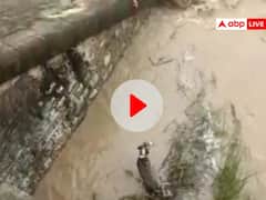 Watch: कुत्ते को बचाने के लिये आदमी ने लगाई जान की बाजी, वायरल वीडियो देख लोग कर रहे सलाम