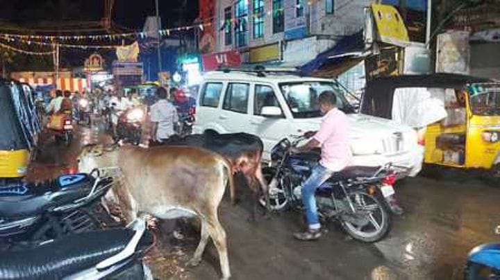 Trichy: திருவெறும்பூரில் மாடு முட்டி சிறுவன் காயம் -  பொதுமக்கள் சாலை மறியல்