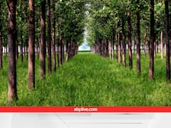 इन पेड़ की लकड़ियों से बनती है माचिस की तीली और पेंसिल, बंजर जमीन पर भी लगाएंगे तो पत्तों की तरह बरसेगा पैसा