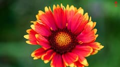 Flower Care: রাজ্যে জাঁকিয়ে শীতের আমেজ, ফুলের গাছের যত্ন নেবেন কী করে ?