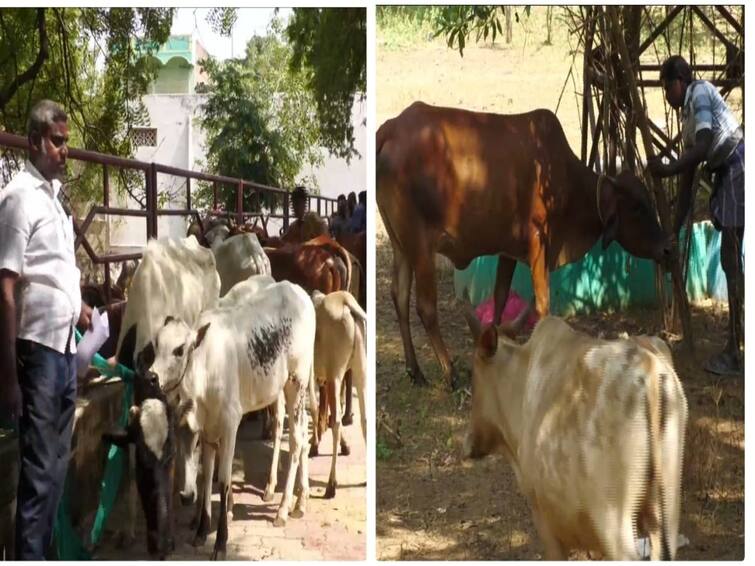 3 lakhs 88 thousand income to Nellai Corporation in one day due to cows wandering on the road TNN நெல்லை: சாலையில் சுற்றி திரிந்த மாடுகளால் ஒரே நாளில் ரூ.3 லட்சத்து 88 ஆயிரம் மாநகராட்சிக்கு வருமானம்