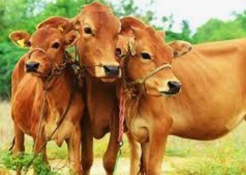 राजस्थानमध्ये 1 कोटी 2 लाख जनावरांना लसीकरण करण्यात आल्याची माहिती केंद्रीय पशुसंवर्धन मंत्री पुरुषोत्तम रुपाला यांनी दिली आहे.