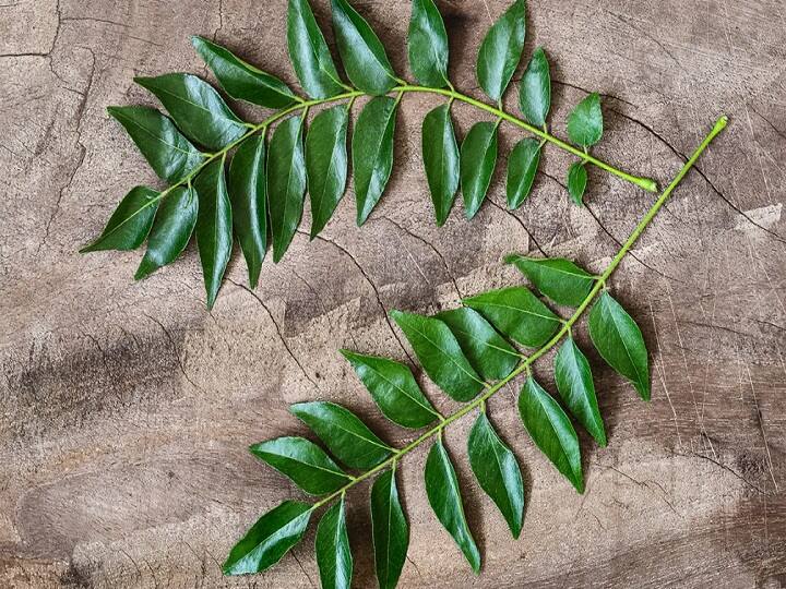 Curry Leaves Health Benefits: 6 Reasons Why You Must Add Kadi Patta To Your Winter Diet முடி உதிர்தல் முதல் இந்த பிரச்சனைகள் வரை: கறிவேப்பிலை எதற்கெல்லாம் மருந்து தெரியுமா?