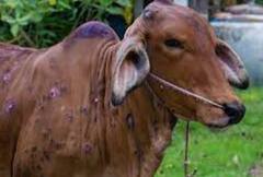 लम्पीमुळं दीड लाखाहून अधिक जनावरांचा मृत्यू