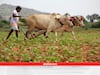 Profitable Farming: अगर आपके पास 1 बीघा जमीन है तो खेती के इन ऑप्शन से कमा सकते हैं अच्छा पैसा, यहां देखें पूरा प्लान