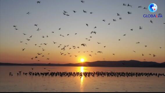 Migratory birds|శీతాకాలం వచ్చిదంటే చాలు.. ఇక్కడికి లక్షలాది పక్షులు వచ్చి వాలుతుంటాయి |ABP Desam