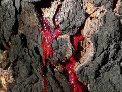 इस पेड़ को चमत्कारी मानते हैं लोग! काटते ही इंसानी खून जैसा निकलने लगता है