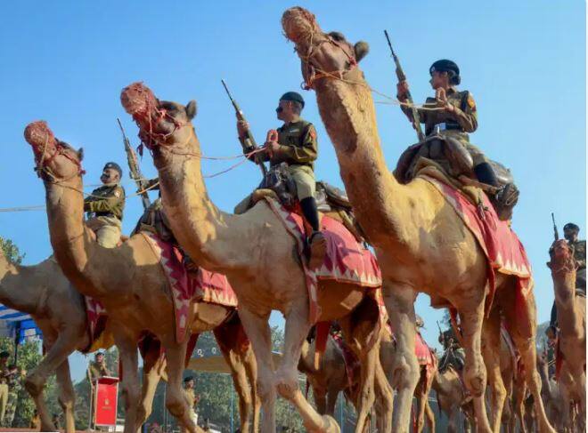 bsf buy two hundred camel in rajasthan for trained them BSF Buy Camel: BSF ਨੇ ਸਰਹੱਦੀ ਇਲਾਕੇ ਦੀ ਚੌਕਸੀ ਲਈ ਖ਼ਰੀਦੇ ਊਠ