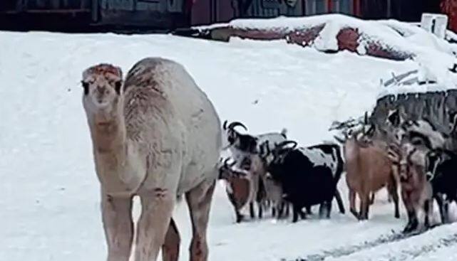 Viral Video Camel Witnesses Snow For The First Time, Shares Happiness With Its Friends Viral Video: ਊਠ ਨੇ ਪਹਿਲੀ ਵਾਰ ਬਰਫ ਦੇਖੀ, ਖੁਸ਼ੀ ਨਾਲ ਹਵਾ ਵਿੱਚ ਮਾਰੀ ਛਾਲ, ਬੱਕਰੀਆਂ ਦੇ ਝੁੰਡ ਨਾਲ ਕੀਤਾ ਅਜਿਹਾ ਕੁਝ...