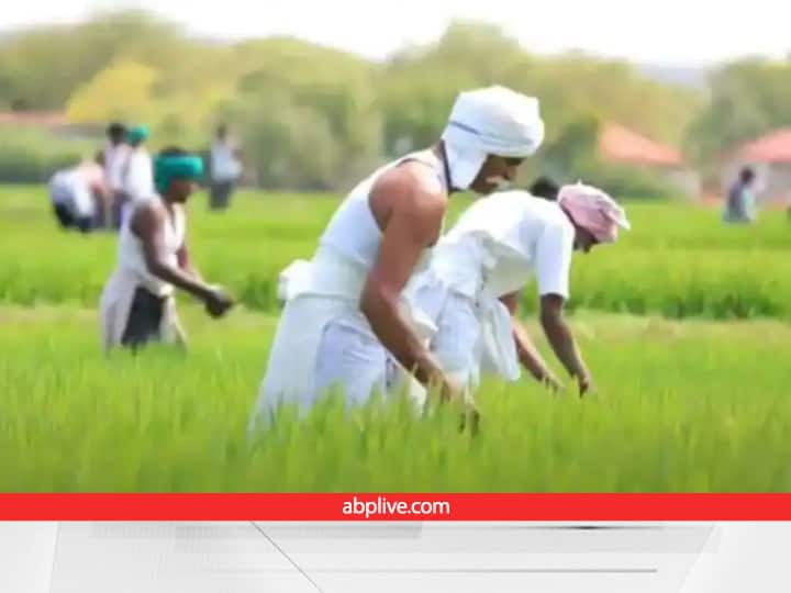 wheat cultivation Weeds can harm wheat crop in winter Agriculture Growth: कमाई का महीना है जनवरी, फसलों की उपज बढ़ाने के लिए किसान अभी से करें ये काम