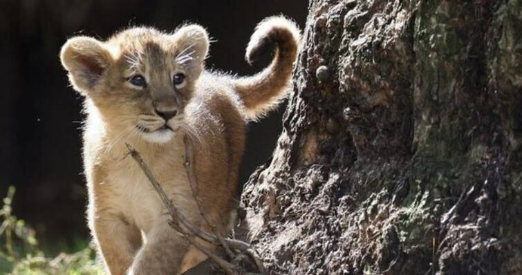 Kodinar: The body of a lion cub was found in near Dolasa village કોડીનાર: ડોળાસા ગામ નજીક સીમ વિસ્તારમાં સિંહ બાળનો મૃતદેહ મળી આવ્યો