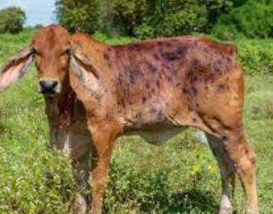 उत्तर प्रदेशमध्ये 1 कोटी 57 लाख जनावरांना आत्तापर्यंत लसीकरण करण्यात आलं आहे. सर्वात जास्त लसीकरण हे उत्तर प्रदेशमध्ये झाले आहे.
