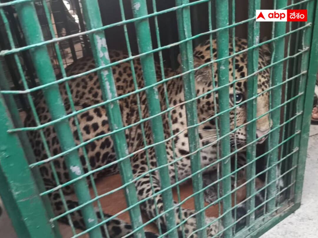 Leopard Caught : చిరుత చిక్కింది - ఫార్మా పరిశ్రమలో చొరబడిన చిరుతను ఇలా పట్టుకున్నారు ! Forest officials have caught a leopard that broke into a pharma industry in Sangareddy district. Leopard Caught : చిరుత చిక్కింది - ఫార్మా పరిశ్రమలో చొరబడిన చిరుతను ఇలా పట్టుకున్నారు !