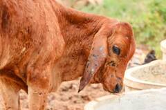 लम्पीमुळं दीड लाखाहून अधिक जनावरांचा मृत्यू