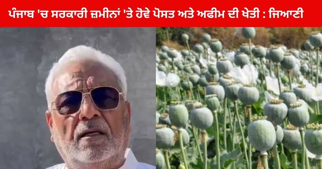 Fazilka News : ਪੰਜਾਬ 'ਚ ਸਰਕਾਰੀ ਜ਼ਮੀਨਾਂ 'ਤੇ ਹੋਵੇ ਪੋਸਤ ਅਤੇ ਅਫੀਮ ਦੀ ਖੇਤੀ , ਤਾਂ ਹੀ ਰੁਕ ਸਕਦੈ ਨਸ਼ਾ : ਸੁਰਜੀਤ ਜਿਆਣੀ Fazilka News : poppy and opium Farming on Government lands in Punjab, only then can drugs be stopped: Surjit Kumar Jyani Fazilka News : ਪੰਜਾਬ 'ਚ ਸਰਕਾਰੀ ਜ਼ਮੀਨਾਂ 'ਤੇ ਹੋਵੇ ਪੋਸਤ ਅਤੇ ਅਫੀਮ ਦੀ ਖੇਤੀ , ਤਾਂ ਹੀ ਰੁਕ ਸਕਦੈ ਨਸ਼ਾ : ਸੁਰਜੀਤ ਜਿਆਣੀ