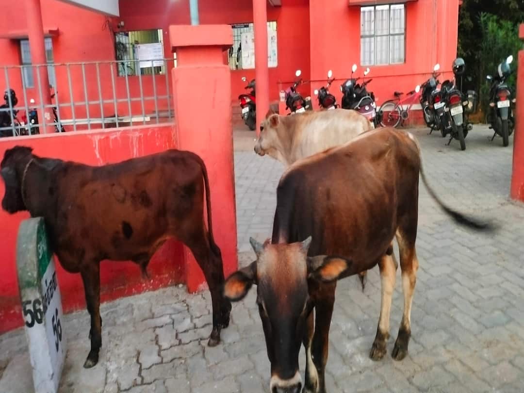 சாலைகளில் சுற்றித் திரியும் கால்நடைகளை ஏலம் விட நடவடிக்கை - ஆட்சியர் ராகுல் நாத் Controlling Free roaming of cattle in chengalpattu fine amount TNN சாலைகளில் சுற்றித் திரியும் கால்நடைகளை ஏலம் விட நடவடிக்கை - ஆட்சியர் ராகுல் நாத்