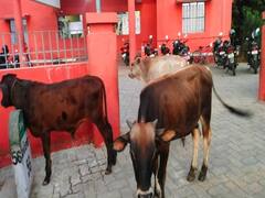 சாலைகளில் சுற்றித் திரியும் கால்நடைகளை  ஏலம் விட நடவடிக்கை - ஆட்சியர் ராகுல் நாத்