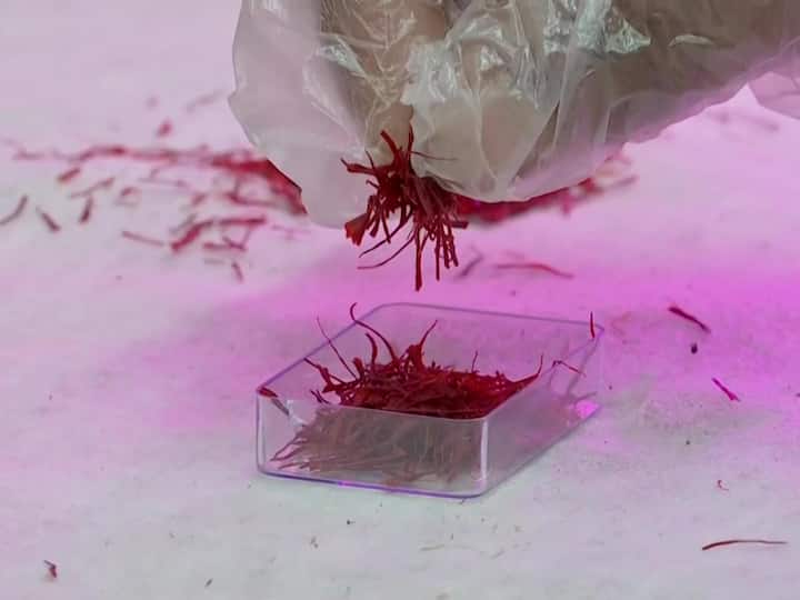 Using Aeroponic technology, Modak grows saffron in 160 ft area. Aeroponics is a method of growing plants without soil. The roots are suspended in the air and rinsed with a nutrient-dense mist.(Source: ANI)