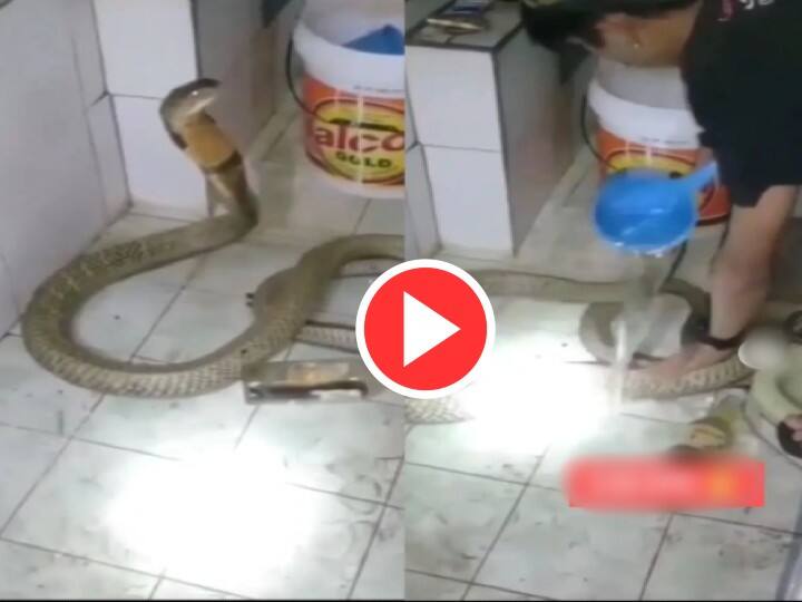 Dangerous Snake Video man playing with giant king cobra when its entered the bathroom Watch Video Viral Video: अचानक बाथरूम में घुस आया विशाल किंग कोबरा, डरने के बजाय उसे खिलाने लगा शख्स