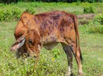 आत्तापर्यंत लम्पी स्कीनच्या आजारामुळं देशात 1 लाख 55 हजार 724 जनावरांचा मृत्यू झाला आहे.