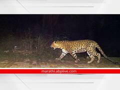 Sangli Crime : सांगली जिल्ह्यातील वाळवा तालुक्यात दोन बिबट्यांचा मृत्यू; वन्यजीवांच्या संरक्षणाचा मुद्दा ऐरणीवर