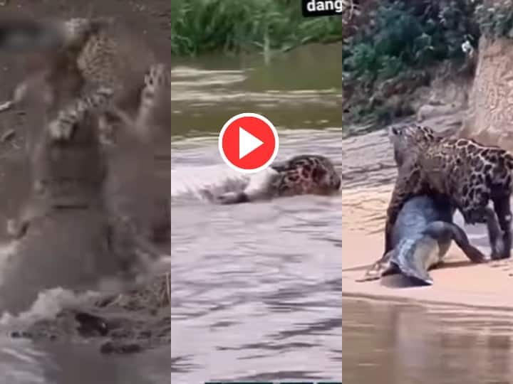 Dangerous crocodile understood leopard to be an easy prey but could not survive own Watch Viral Video मगरमच्छ ने चीते को समझ लिया आसान शिकार, फिर खुद ही जिंदा नहीं बच पाया- देखिए Viral Video