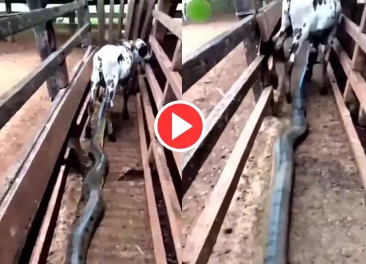 wild animal attack video dangerous python attacked calf can t imagine what next in this viral ਅਜਗਰ ਨੇ ਚੁੱਪ-ਚੁਪੀਤੇ ਖੜ੍ਹੇ ਵੱਛੇ 'ਤੇ ਕੀਤਾ ਹਮਲਾ, ਅੱਗੇ ਜੋ ਹੋਇਆ ਤੁਹਾਨੂੰ ਹਿਲਾ ਕੇ ਰੱਖ ਦੇਵੇਗਾ