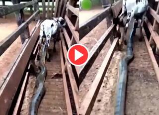 ਅਜਗਰ ਨੇ ਚੁੱਪ-ਚੁਪੀਤੇ ਖੜ੍ਹੇ ਵੱਛੇ 'ਤੇ ਕੀਤਾ ਹਮਲਾ, ਅੱਗੇ ਜੋ ਹੋਇਆ ਤੁਹਾਨੂੰ ਹਿਲਾ ਕੇ ਰੱਖ ਦੇਵੇਗਾ