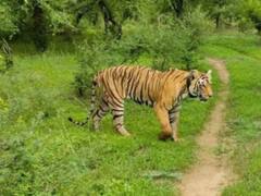 रातापानी सेंचुरी से गांव कराए जा रहे हैं खाली, वन विभाग ग्रामीणों को दे रहा है इतने लाख रुपए देने का लालच