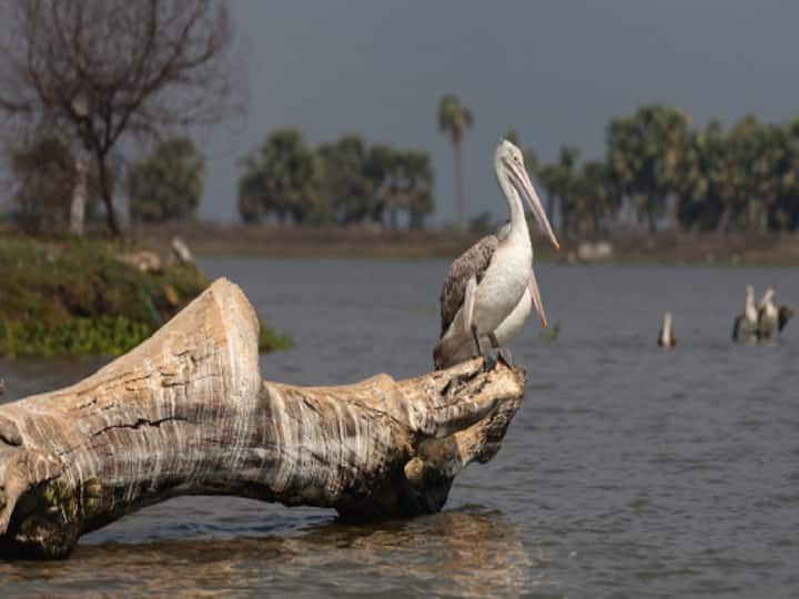 One Million Migratory Birds Flying From Europe Expected This Season At Andhra' Pradesh's Kolleru lake One Million Migratory Birds Flying From Europe Expected This Season At Andhra's Kolleru lake