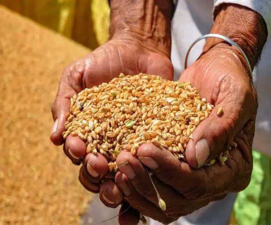 यावर्षी रब्बी पिकांच्या लागवडीत देखील मोठी वाढ झाली आहे. पिकांखालील एकूण क्षेत्राची स्थिती पाहिल्यास 552.28 लाख हेक्टरवरून रब्बी पिकांचे क्षेत्र हे 578.10 लाख हेक्टरपर्यंत वाढले आहे.