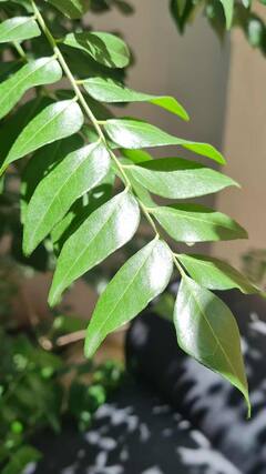 स्वयंपाकघरातील कढीपत्ता केसांच्या मोठ्या समस्या दूर करू शकतो; जाणून घ्या आश्चर्यकारक फायदे