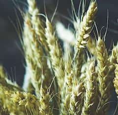 देशात गव्हाच्या लागवडीत वाढ, मात्र महाराष्ट्रात घट