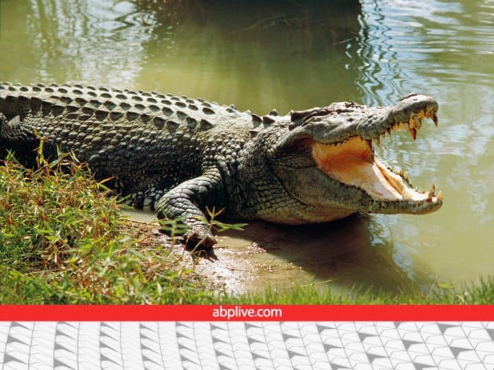 Why crocodile swallow its prey without chewing it know the fact about Crocodile Crocodile Facts: इतने खूंखार दांत और चार पेट होने बाद भी मगरमच्छ अपने शिकार को बिना चबाए क्यों निगलता है?