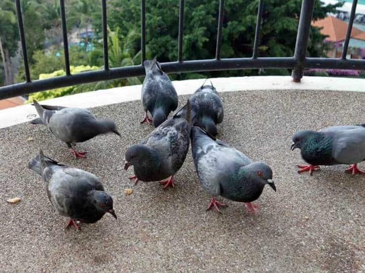 If you are troubled by the gathering of pigeons in the balcony get rid of them in a day with these tips बालकनी में कबूतर के जमावड़े से हैं परेशान तो इन टिप्स की मदद से मिलेगा एक दिन में छुटकारा