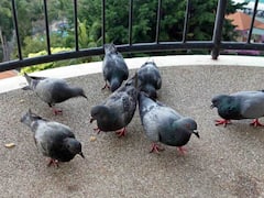 बालकनी में कबूतर के जमावड़े से हैं परेशान तो इन टिप्स की मदद से मिलेगा एक दिन में छुटकारा