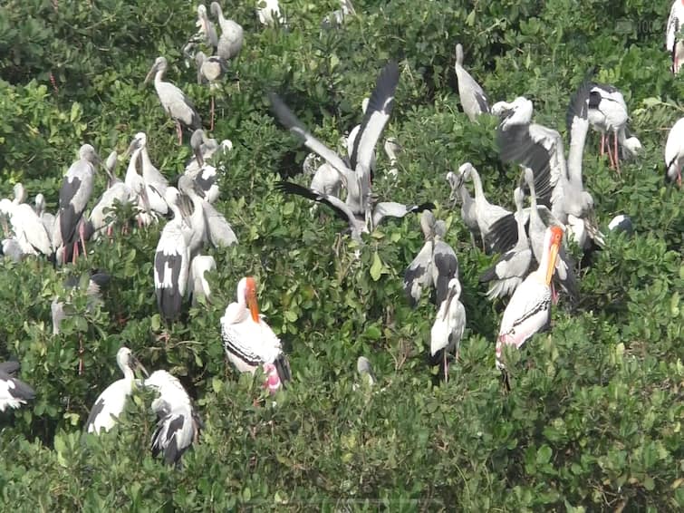 vedanthangal bird sanctuary season 2022  morethan 20000 birds are arrived வேடந்தாங்கலை பார்வையிட இதுதான் 
