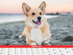 क्या सही में कुत्तों को मीठा खिलाना खतरनाक है? ये रहा जवाब