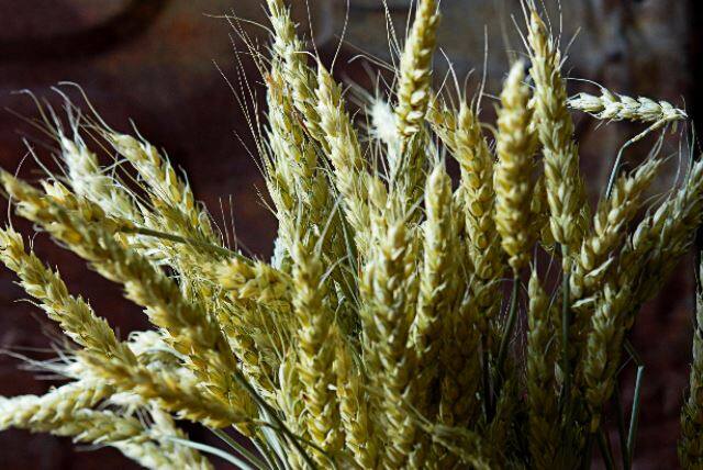 गव्हाच्या लागवडीत (Crop Cultivation) देखील वाढ झाली आहे. यंदा 286 लाख हेक्टर क्षेत्रावर गव्हाची पेरणी झाल्याची माहिती सरकारकडून देण्यात आली आहे.