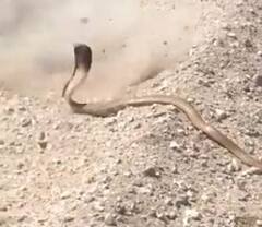 Video: ਕੋਬਰਾ ਨੂੰ ਗੋਲੀ ਮਾਰ ਰਿਹਾ ਸੀ ਸ਼ਖਸ, ਗੁੱਸੇ ‘ਚ ਨਾਗਰਾਜ ਨੇ ਹੀ ਕਰ ਦਿੱਤਾ ਹਮਲਾ ਤੇ ਫੇਰ....