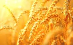 देशात गव्हाच्या लागवडीत वाढ, मात्र महाराष्ट्रात घट