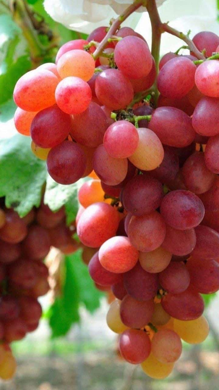 திராட்சை