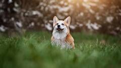 क्या सही में कुत्तों को मीठा खिलाना खतरनाक है? ये रहा जवाब