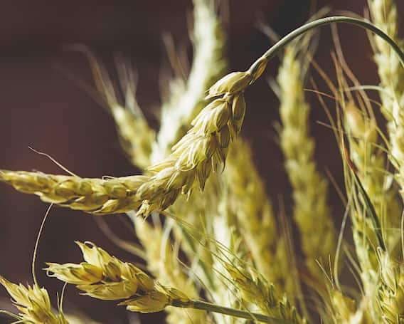 देशात गव्हाच्या लागवडीत वाढ