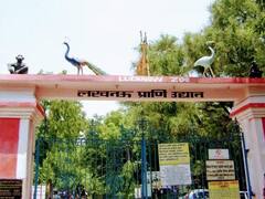 चिड़ियाघर शिफ्ट होने के बाद लखनऊ के लोगों को होगी ये परेशानी, क्या पेड़ भी जाएंगे दूसरी जगह?
