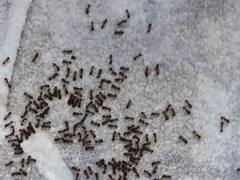 Shakun Shastra : घरात मुंग्या दिसणे शुभ की अशुभ, काय सांगते शकुन शास्त्र? 