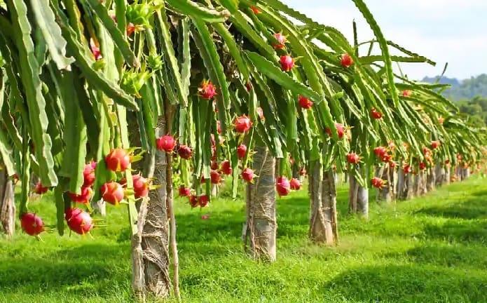 haryana farmer earn 6 to 8 lakh profitable income by crop dragon fruit Exotic Fruits: ફક્ત અડધા એકરમાં ખેતીથી કરો લાખોની કમાણી, એક છોડમાંથી મળે છે 10થી 12 કિલો ફળ